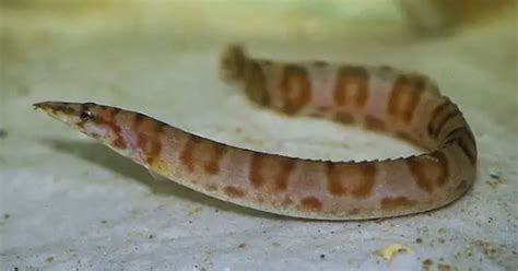 Mastacembelus ellipsifer (Tanganyikan Spiny Eel) — Seriously Fish