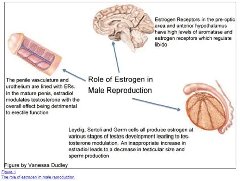 Common Symptoms Of High Estrogen in Men & What Causes it