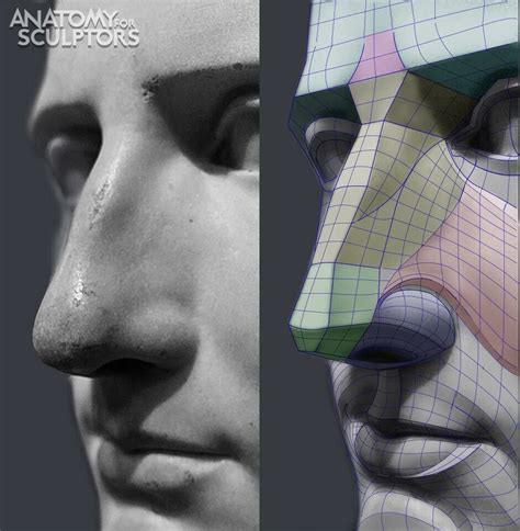 The Nose, Anatomy For Sculptors on ArtStation at https://www.artstation ...