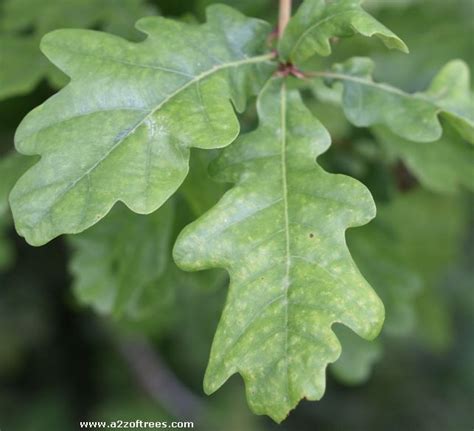 quercus robur leaf : Biological Science Picture Directory – Pulpbits.net