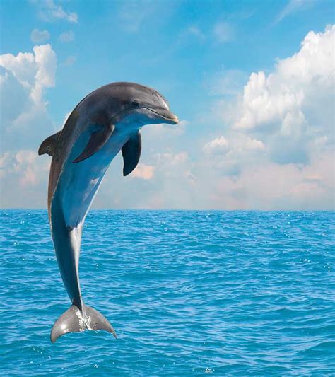 50+ Fun And Fascinating Dolphin Facts for Kids