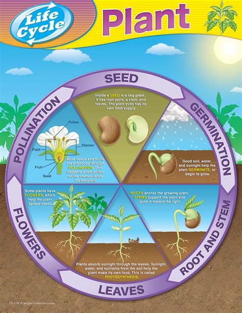 Plant Life Cycles Chart - TCR7714 | Teacher Created Resources