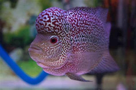 Different Types Of Flowerhorn Cichlid