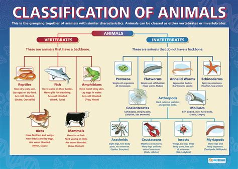 Classification of Living Things - Poster Project - Year 3, WCC NWS