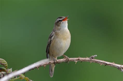 Sedge Warbler - BirdWatch Ireland