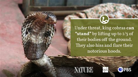 King Cobra Fact Sheet | Blog | Nature | PBS