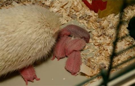 how to take care of a pregnant hedgehog - Erlene Bingham