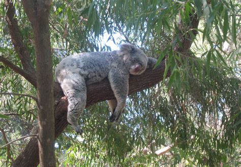 Zonked Koala Bear in Eucalyptus Tree at Perth Zoo.C.perthlyadventures ...