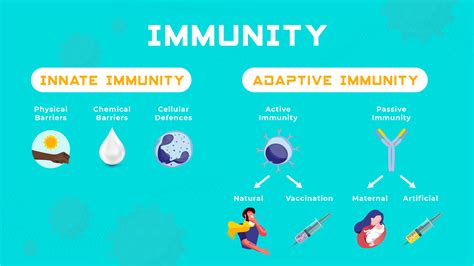 Innate vs Adaptive Immunity | Technology Networks