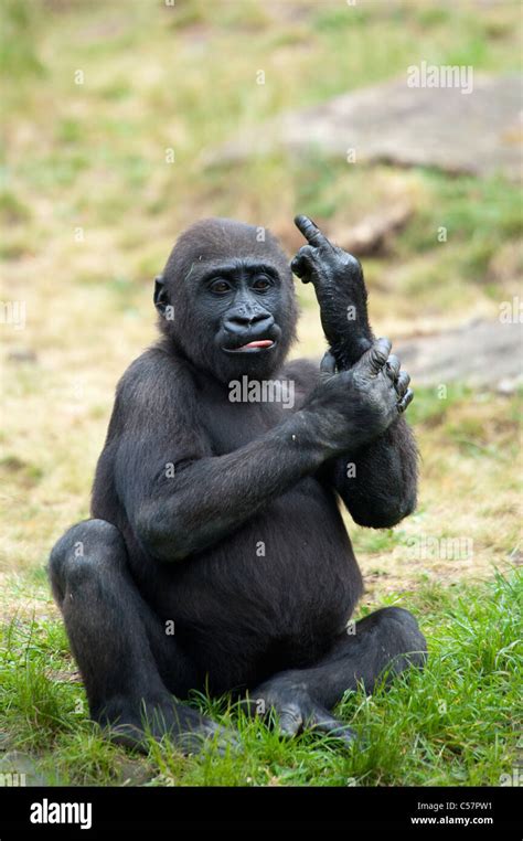 Funny image of a young gorilla sticking up its middle finger Stock ...