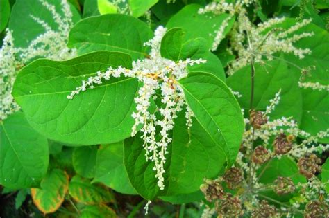 The Spread Of Japanese Knotweed - Identification and Treatment