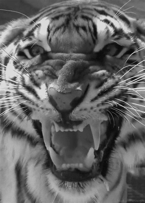 Tiger Roar GIFs - Get the best GIF on GIPHY