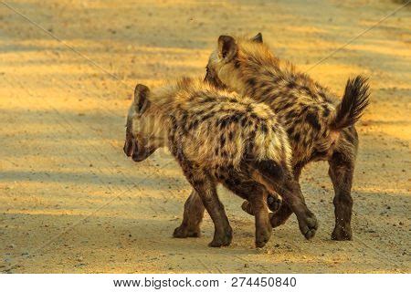 Two Spotted Hyena Cubs Image & Photo (Free Trial) | Bigstock