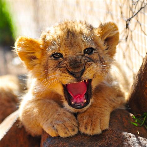 Baby Lion Roar! | Rich Jones | Flickr