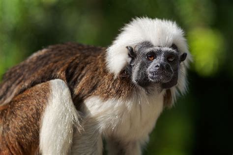 Fascinating Primates From Around The World - WorldAtlas