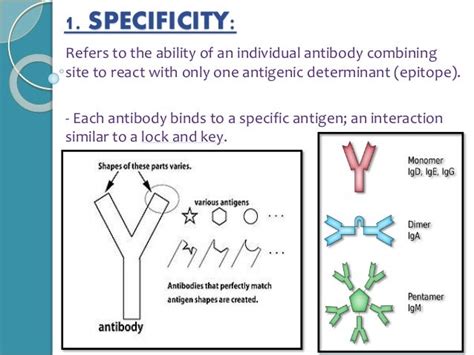 Antigen-Antibody Reactions