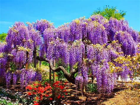 Mail2Day: 100 Years Old | Beautiful Wisteria in Japan