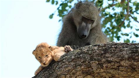 Baboon Seen Carrying Little Lion Cub In South Africa: 'Nature Is Cruel'