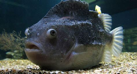 The Lumpfish | Critter Science