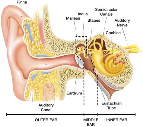 Diagram Of The Ear And Functions External Ear Diagram Labele