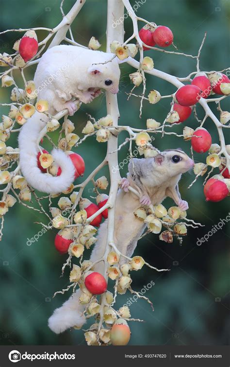 Female Mosaic Sugar Glider Male Leucistic Sugar Glider Looking Food ...