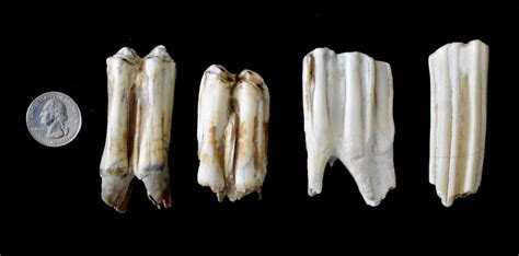 Cow Teeth Molars - All About Cow Photos