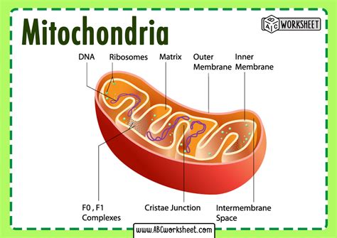 Animal Cell Diagram Mitochondria Mitochondria Structure And Function ...