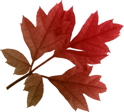 Autumn Leaves PNG Images Transparent Free Download | PNGMart.com