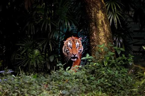 Protecting tiger habitats: Challenges, opportunities - Opinion - The ...