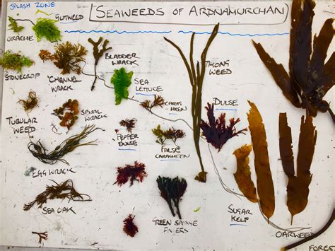 An Introduction to Seaweed Foraging – Galloway Wild Foods