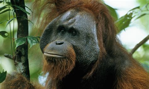 Bornean Orangutan | Species | WWF