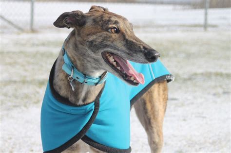 How to Adopt a Rescue Greyhound