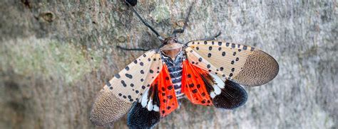 How Do Spotted Lanternflies Damage Trees: Important Facts