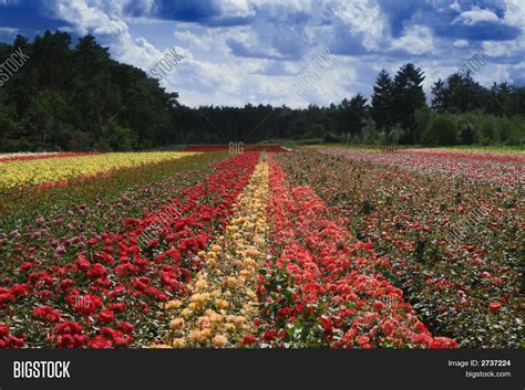 Field Roses Image & Photo | Bigstock