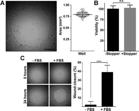 Wound healing assay. A) A representative image of the cell-free area ...