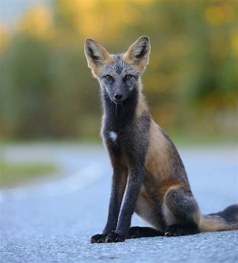 7 Of The Most Beautiful Fox Species In The World | Bored Panda