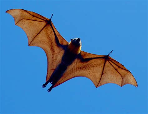 40 Giant Golden-Crowned Flying Fox Facts About The World's Largest Bat