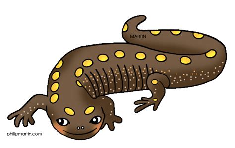 Salamander Clipart - ClipArt Best