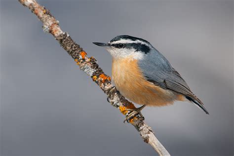 Red Breasted Nuthatch | Coniferous Forest