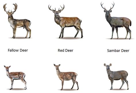 deer types - Google Search | Deer species, Sambar deer, Deer breeds