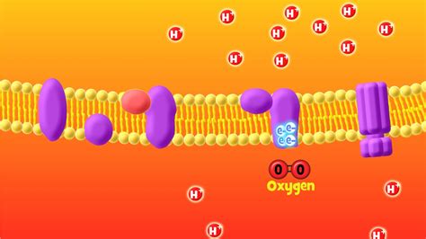 The Electron Transport Chain Explained (Aerobic Respiration) - YouTube