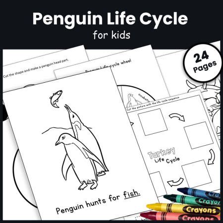 Penguin Craft and Life Cycle | All About Penguins - The Study Kits