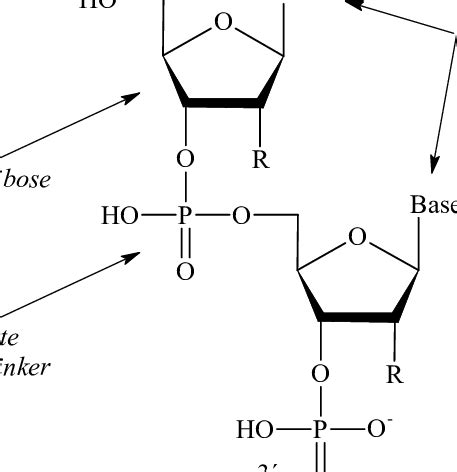 1. Chemical structure of DNA (RNA). | Download Scientific Diagram