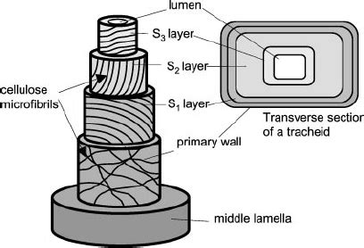 Three-dimensional structure of the secondary cell wall of a tracheid ...