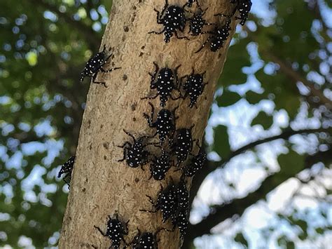 Spotted Lanternfly Control in Lancaster | Tomlinson Bomberger