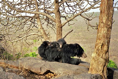 Understanding Sloth Bears — An Interview With Dr. K. Yoganand ...