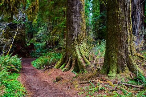 Premium Photo | Trail for hikers to explore stunning redwood forest