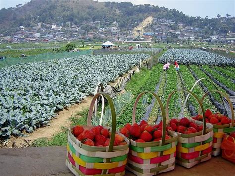 Famous Orchard Farms In The Philippines Ppt