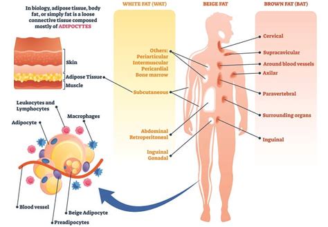 Adipocyte - The Definitive Guide | Biology Dictionary