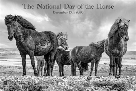 National Day of the Horse 2020 - Margaret Weiss Photography